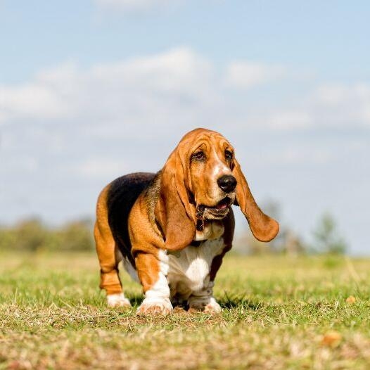 Basset hound fashion similar breeds